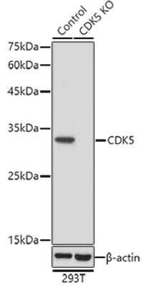 Western Blot: Cdk5 AntibodyAzide and BSA Free [NBP3-03430]